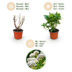 Hydrangea macrophylla (hortensia) – blanc – 3 plantes, Ø12 cm, 20–30 cm de haut