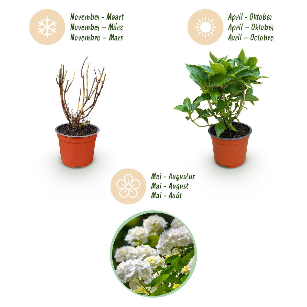 Hydrangea macrophylla (hortensia) – blanc – 3 plantes, Ø12 cm, 20–30 cm de haut – photo 4