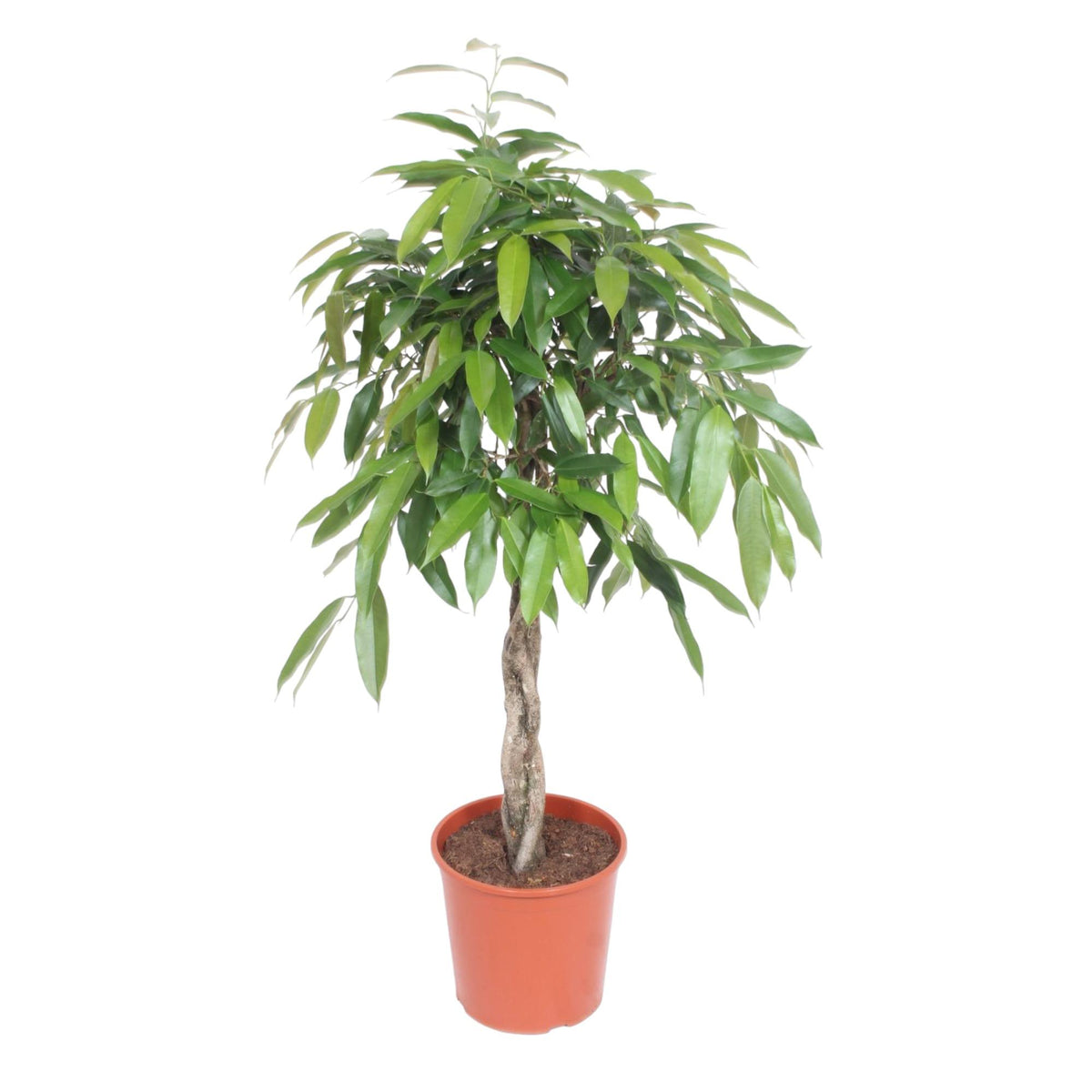 Ficus Amstel King gevlochten stam – Ø27 cm, 130 cm hoog
