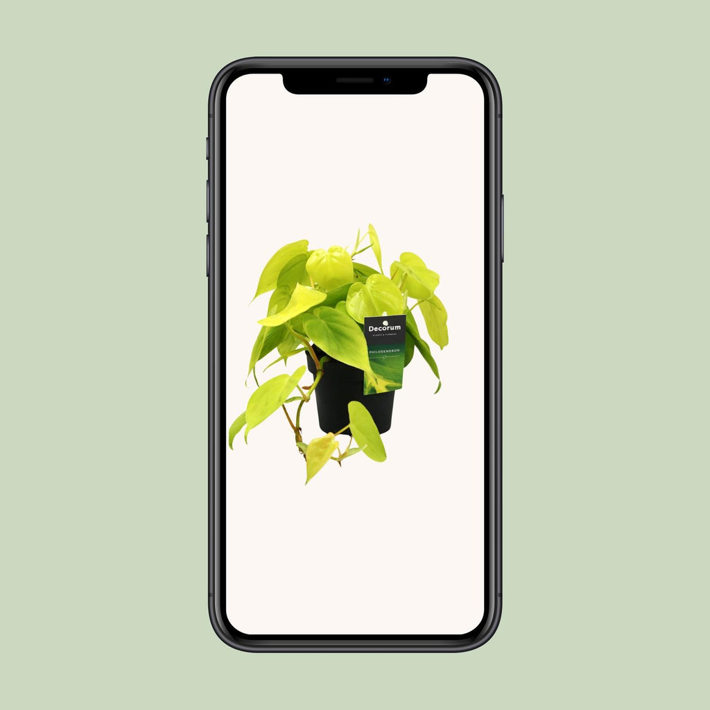 Philodendron Lime – Ø12 cm, 20 cm hoog