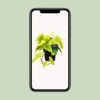 Philodendron Lime – Ø12 cm, 20 cm hoog