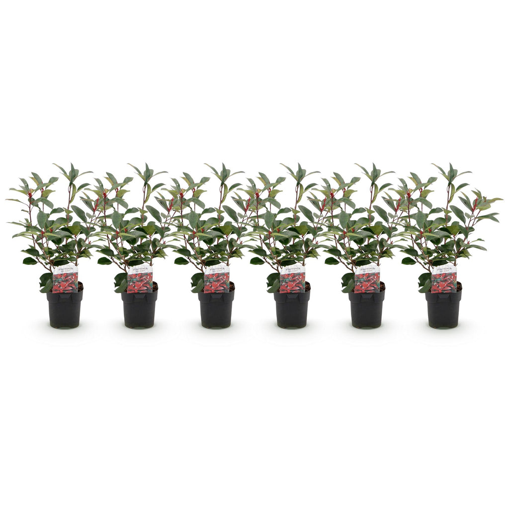 Photinia fraseri 'Red Robin' (grøn rød) – 6 planter, Ø17 cm, 50 cm høje – billede 2