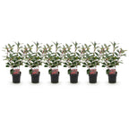 Photinia fraseri 'Red Robin' (grøn rød) – 6 planter, Ø17 cm, 50 cm høje