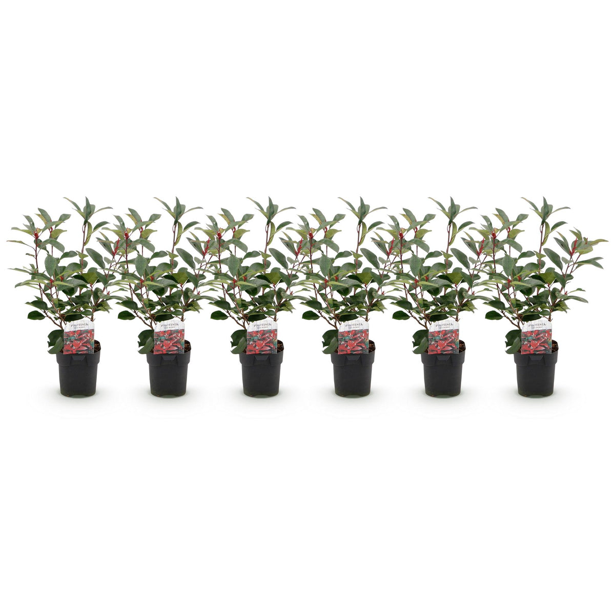 Photinia fraseri 'Red Robin' (grøn rød) – 6 planter, Ø17 cm, 50 cm høje – billede 2