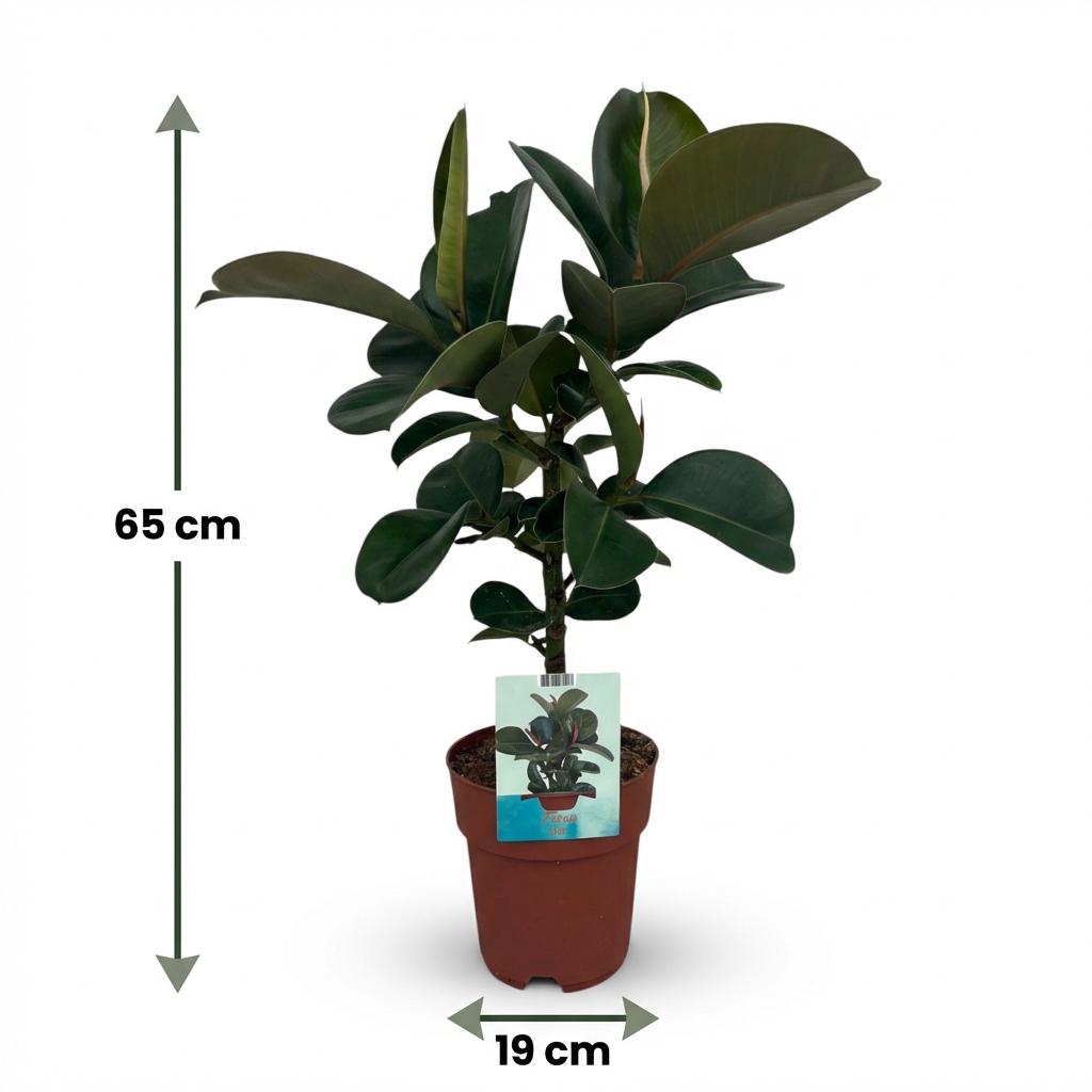 Ficus elastica Cloe (plante caoutchouc) – Ø19 cm, 65 cm de haut