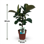Ficus elastica Cloe (plante caoutchouc) – Ø19 cm, 65 cm de haut