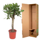 Ficus Benghalensis boom – Ø30 cm, 150 cm hoog