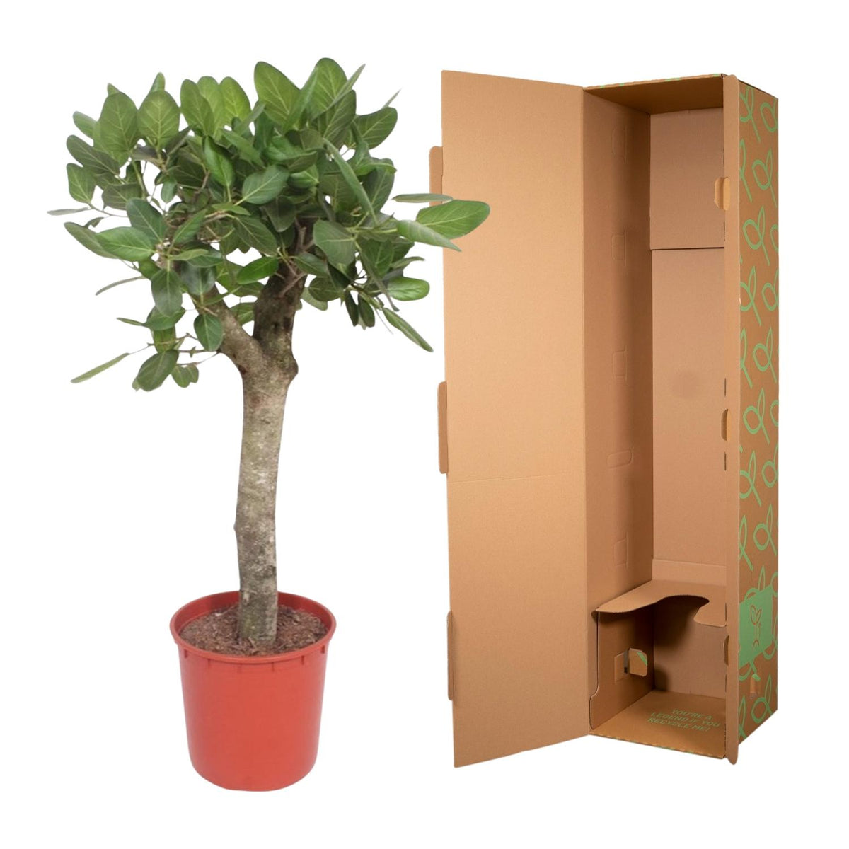 Ficus Benghalensis boom – Ø30 cm, 150 cm hoog