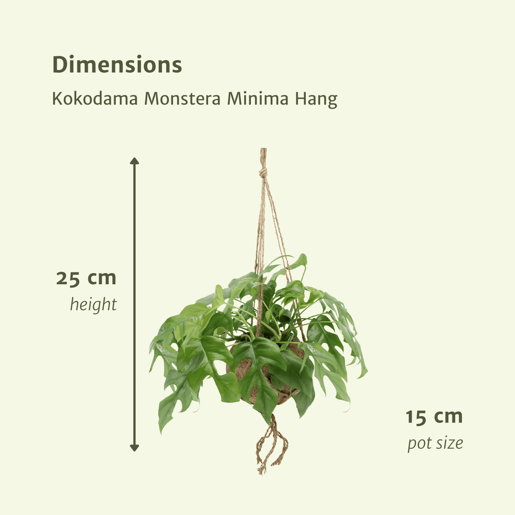 2× Monstera Minima grimpante (plante percée) (mini-monstera) en kokodama (boule de fibre de coco) – Ø15 cm, 25 cm de haut
