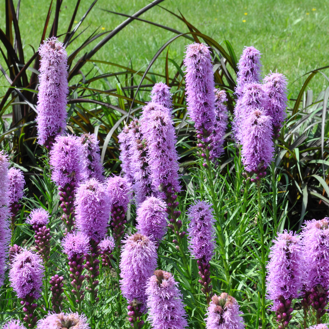 Liatris spicata (liatris épigyne) – 6 plantes, Ø9 cm, 10–25 cm de haut – photo 7