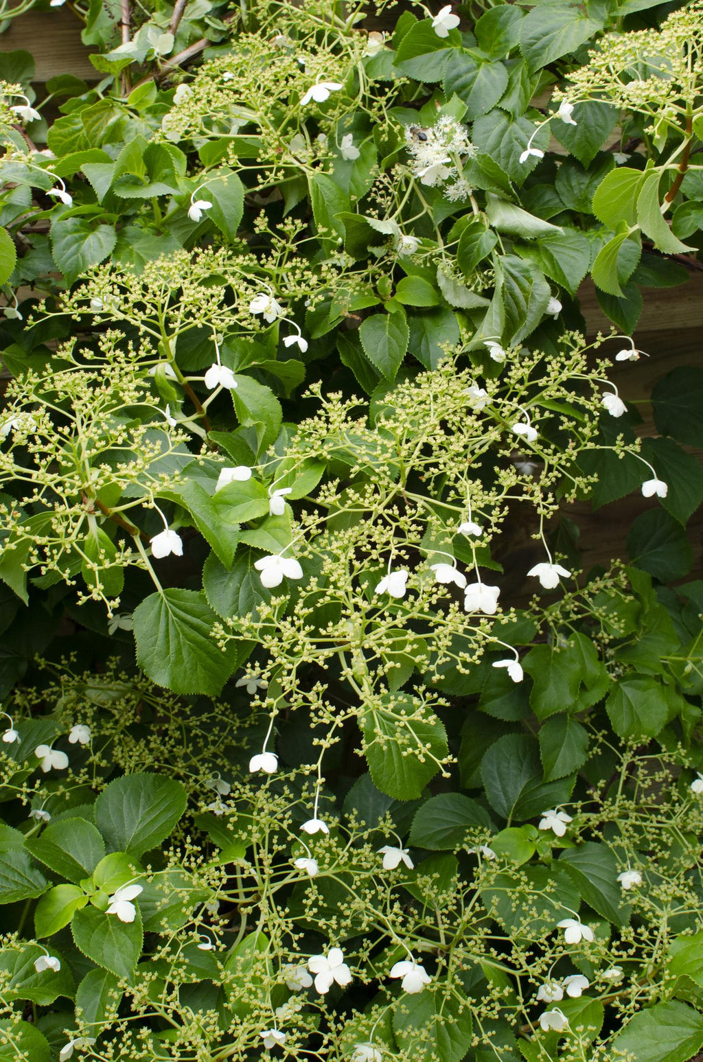 Hydrangea petiolaris (climbing hydrangea) – 3 plants, Ø15 cm, 65 cm high – photo 3