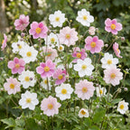 Anémone « Tricolour » (anémone d’automne) – rose foncé et blanc – 12 plants, Ø 11 cm, 15 à 25 cm de haut