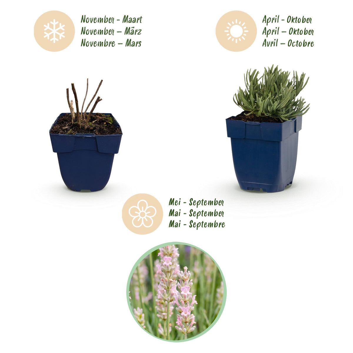 Lavandula angustifolia 'Rosea' (lavendel) – roze – 6 planten, Ø11 cm, 15–25 cm hoog