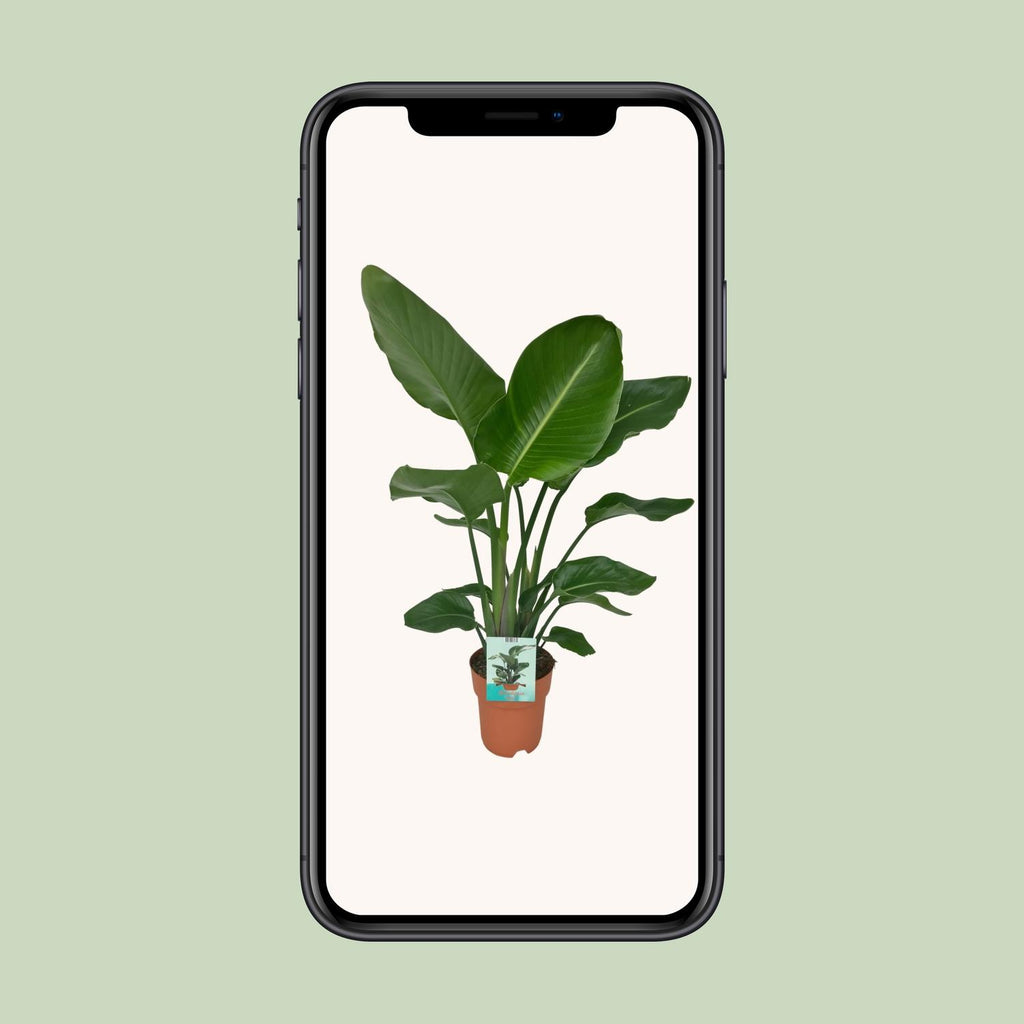 Strelitzia nicolai (hvid paradisfugleblomst) – Ø19 cm, 90 cm høj – paradisfugleplante