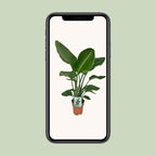 Strelitzia nicolai (hvid paradisfugleblomst) – Ø19 cm, 90 cm høj – paradisfugleplante