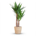 Yucca elephantipes med kurv i søgræs – Ø21 cm, 90 cm høj