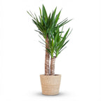 Yucca elephantipes med kurv i søgræs – Ø21 cm, 90 cm høj