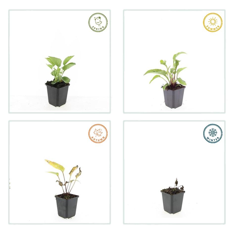 Echinacea p. 'Magnus' (coneflower) – 60 plants, Ø9 cm, 10–25 cm high – photo 6