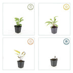 Echinacea p. 'Magnus' (coneflower) – 60 plants, Ø9 cm, 10–25 cm high
