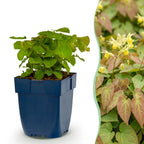 Epimedium perralch. 'Frohnleiten' (polystichum) – jaune – 12 plantes, Ø11 cm, 15–25 cm de haut