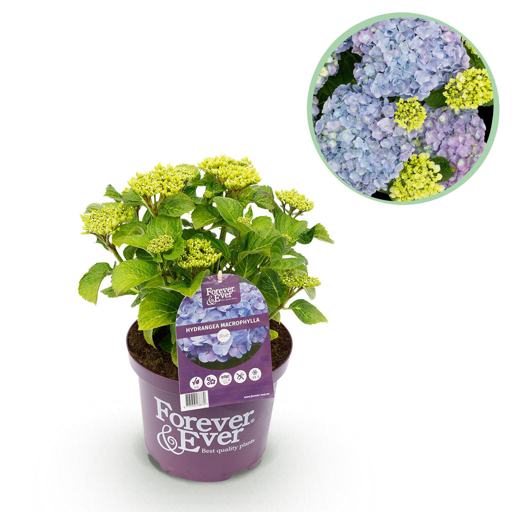 Hydrangea 'Forever & Ever' (hortensia) – blå – Ø23 cm, 55 cm høj