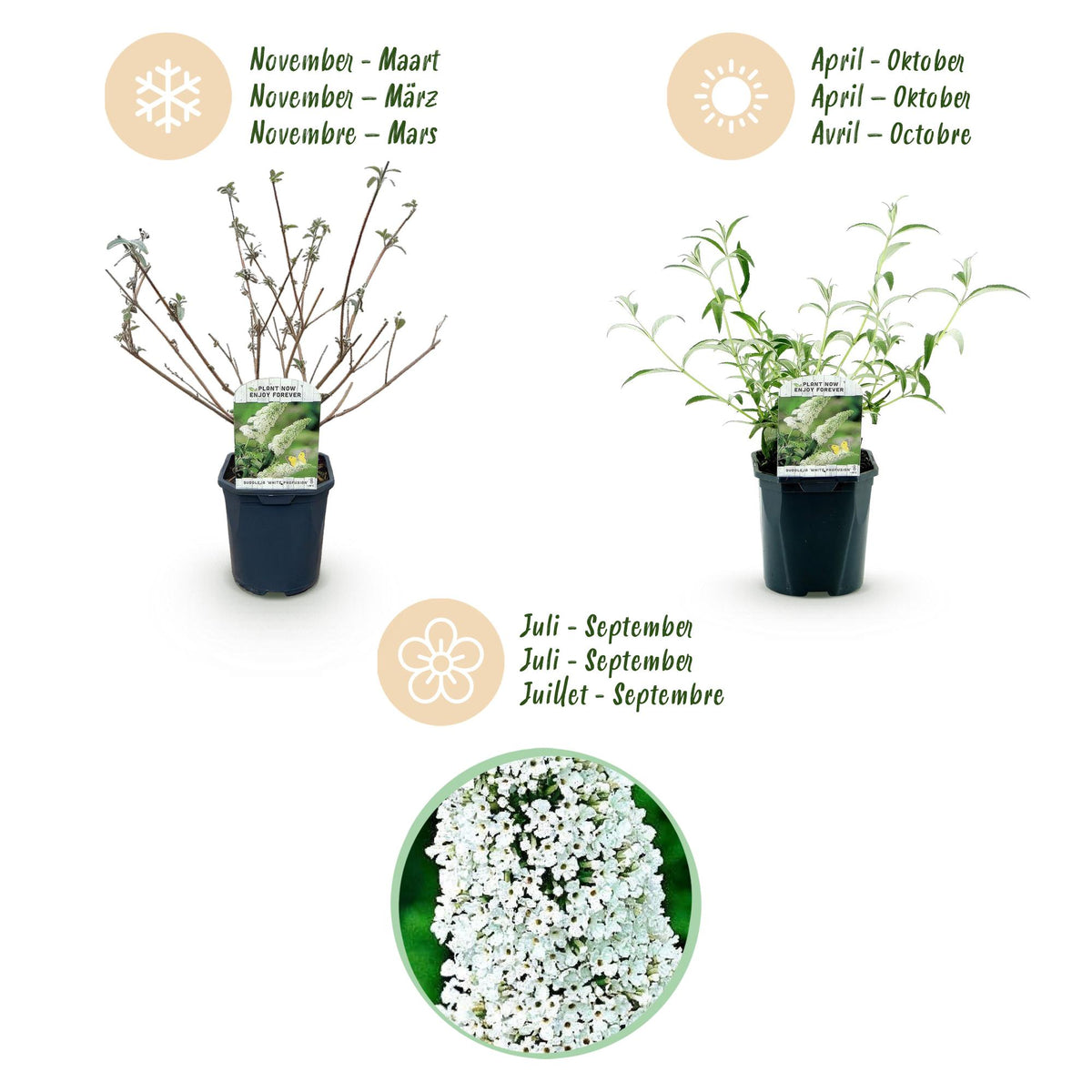 Buddleja davidii 'White Profusion' (vlinderstruik) – wit – Ø17 cm, 45 cm hoog