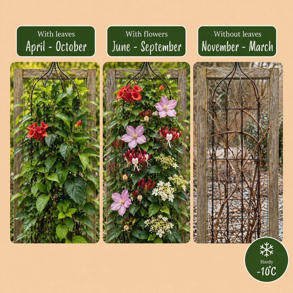 Set de plantes grimpantes Arc-en-ciel – rose clair-blanc-violet – 8 plantes, Ø9 cm, 35 cm de haut – photo 6