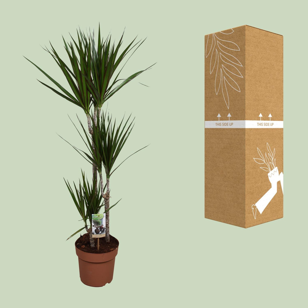 Dracaena marginata (Drachenbaum) – Ø 21 cm, 120 cm hoch – Art. 9683