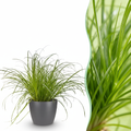 Cyperus alternifolius Zumula (sumpgræs) i grå dekorationspotte – Ø 12 cm, 20 cm høj