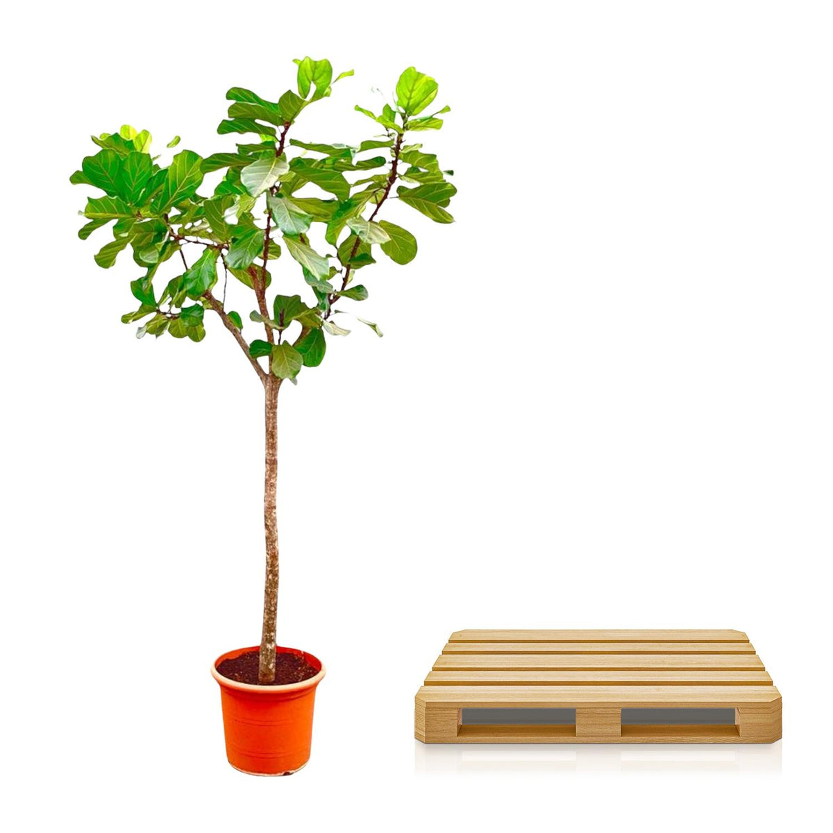 Ficus lyrata boom XXXL (vioolbladplant) – Ø45 cm, 270 cm hoog