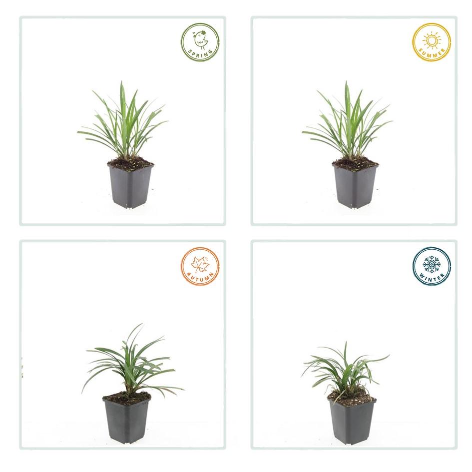 Liriope muscari 'Ingwersen' (lily grass) – 60 plants, Ø9 cm, 10–25 cm high – photo 5