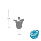 Salvia nemorosa 'Mainacht' (sage) – 12 plants, Ø9 cm, 10–25 cm high
