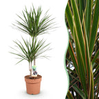 Dracaena marginata (Drachenbaum) – Ø 21 cm, 90–100 cm hoch