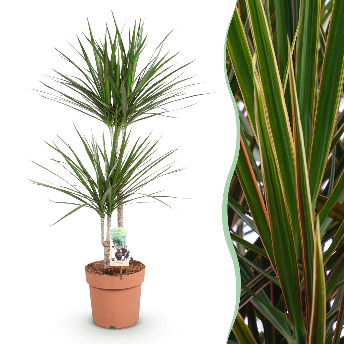 Dracaena marginata (Drachenbaum) – Ø 21 cm, 90–100 cm hoch