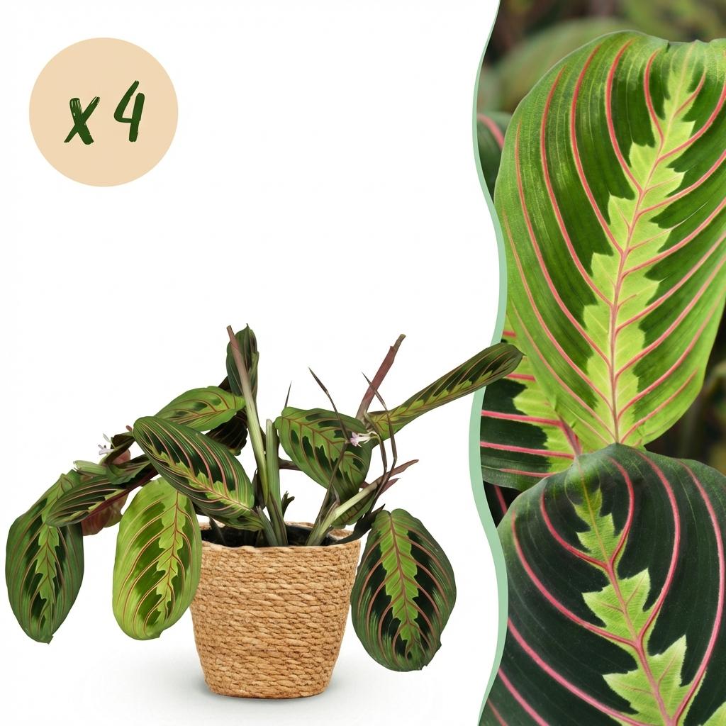 4× Maranta Fascinator Tricolour (plante prieuse) avec panier – Ø12 cm, 25 cm de haut
