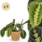 4× Maranta Fascinator Tricolour (plante prieuse) avec panier – Ø12 cm, 25 cm de haut