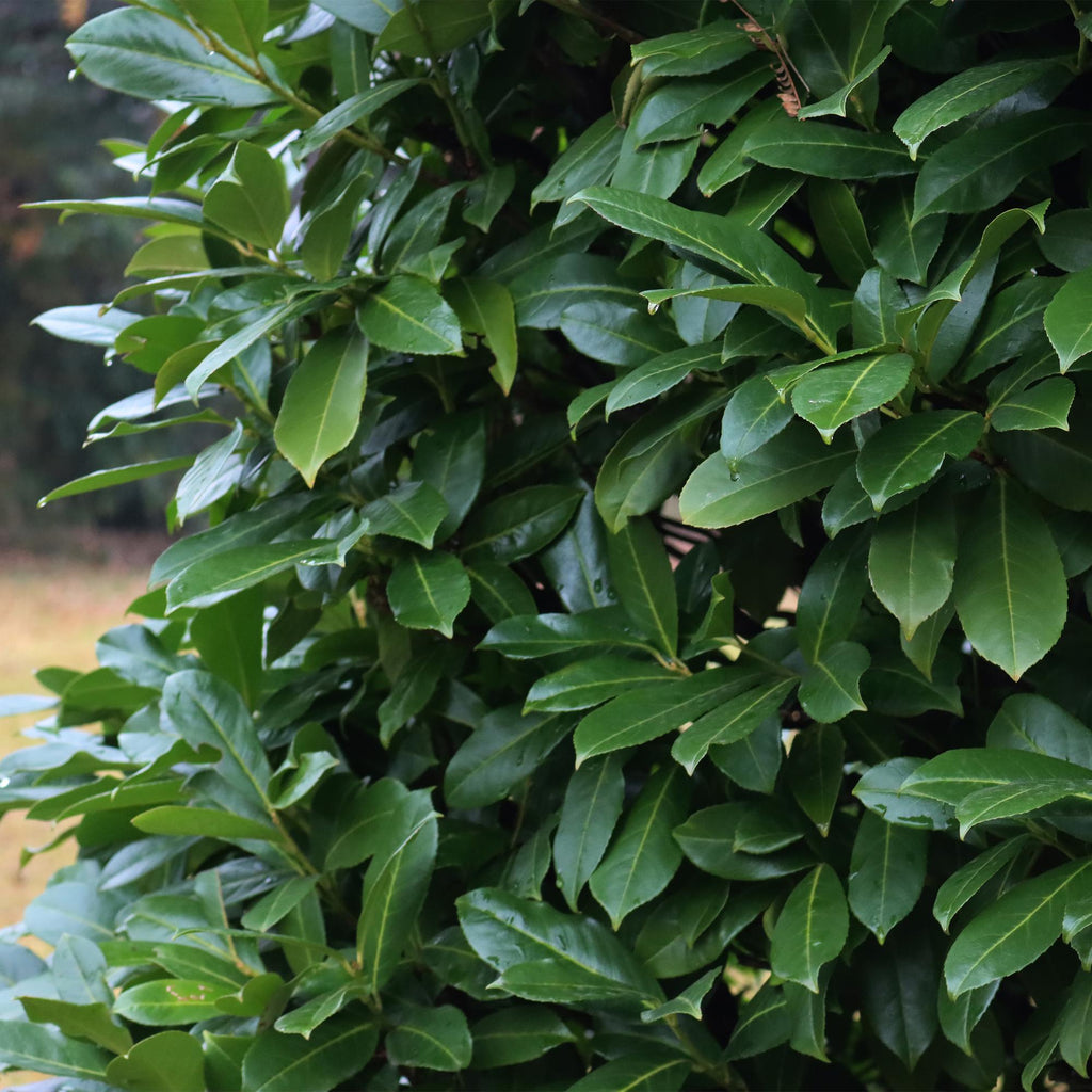 Prunus laurocerasus 'Novita' (Kirschlorbeer) – 6 Pflanzen, Ø 17 cm, 50 cm hoch – Bild 5