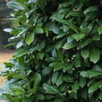 Prunus laurocerasus 'Novita' (Kirschlorbeer) – 6 Pflanzen, Ø 17 cm, 50 cm hoch