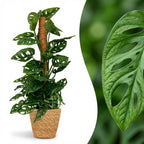 Masque de singe (Monstera) avec panier – Ø19 cm, 90 cm de haut