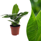 Musa Oriental Dwarf (bananplante) – Ø12 cm, 30 cm høj