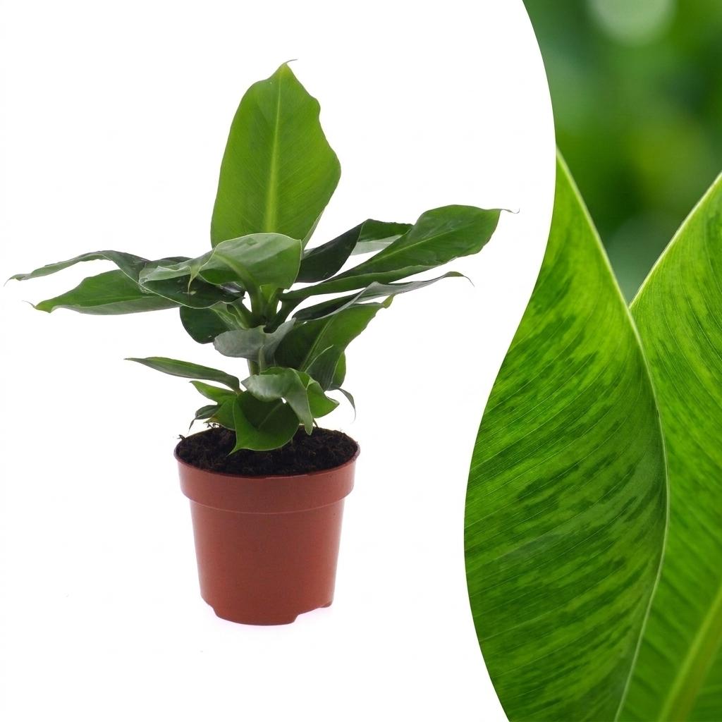 Musa Oriental Dwarf (bananplante) – Ø12 cm, 30 cm høj