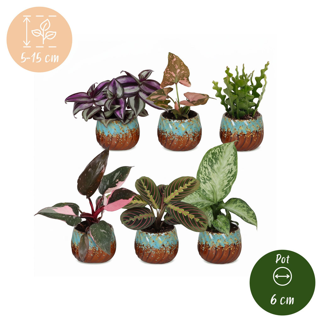 6× Surprise box of houseplants incl. Copper Reef – Ø6 cm, 5–15 cm tall – photo 5