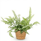 Pteris cretica Albolineata (ptéris-fougère) avec panier – Ø12 cm, 20 cm de haut