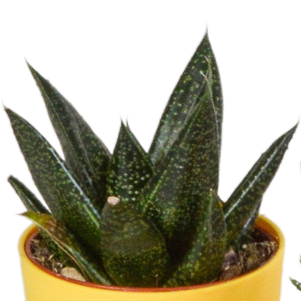 Gasteria/Haworthia mix – Ø6 cm, 16 cm hoog