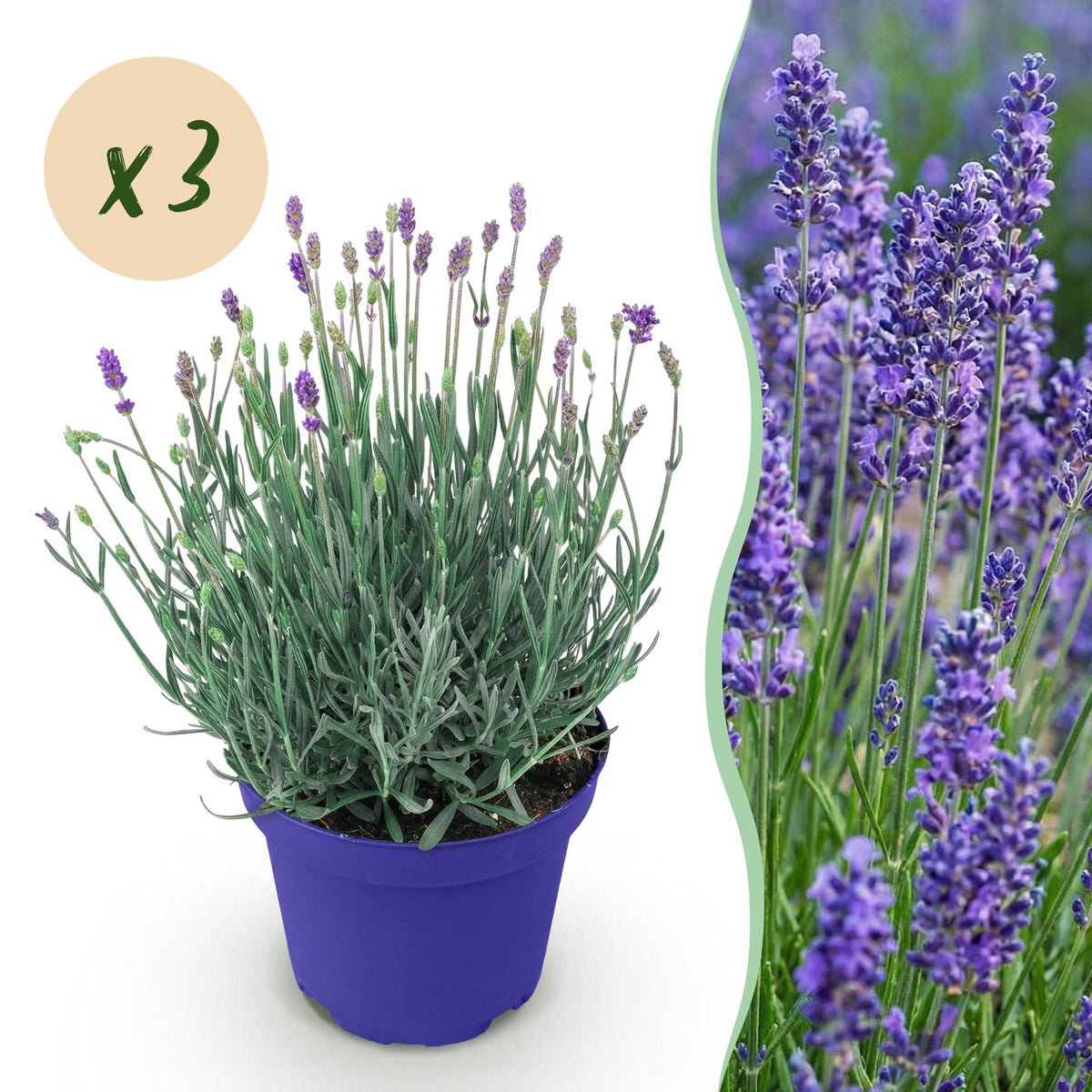 Lavandula angustifolia 'Hidcote' (lavendel) – paars – 3 planten, Ø12 cm, 15–25 cm hoog