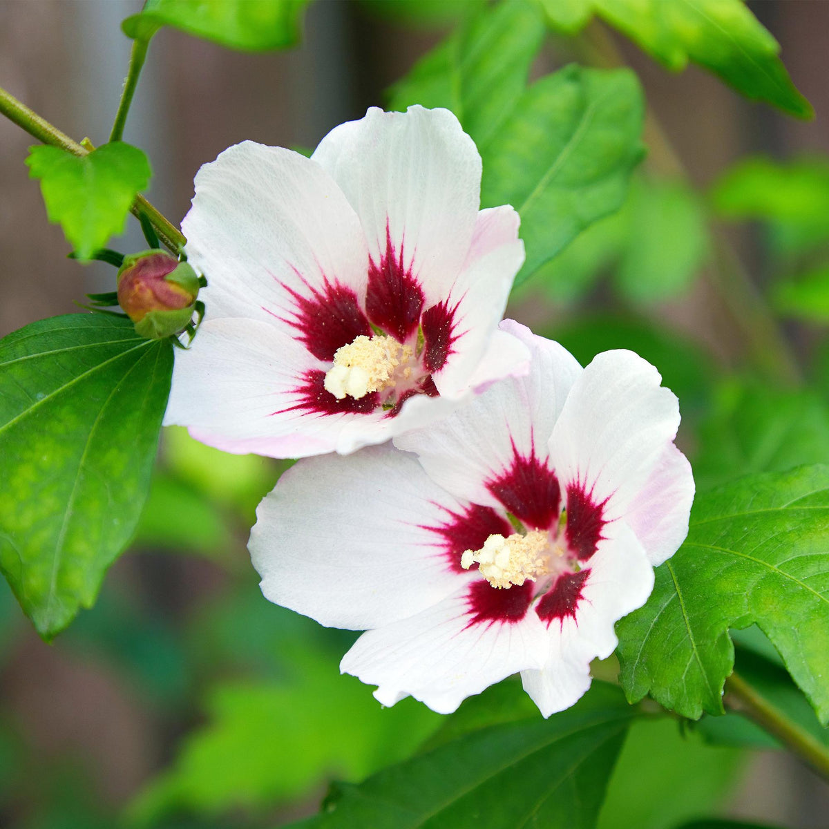 Hibiscus syriacus 'Hamabo' (tuinhibiscus) – wit-roze – 3 planten, Ø17 cm, 45 cm hoog