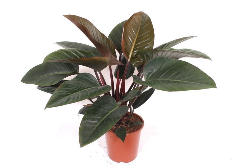 Philodendron Red Beauty – Ø27 cm, 100 cm hoog