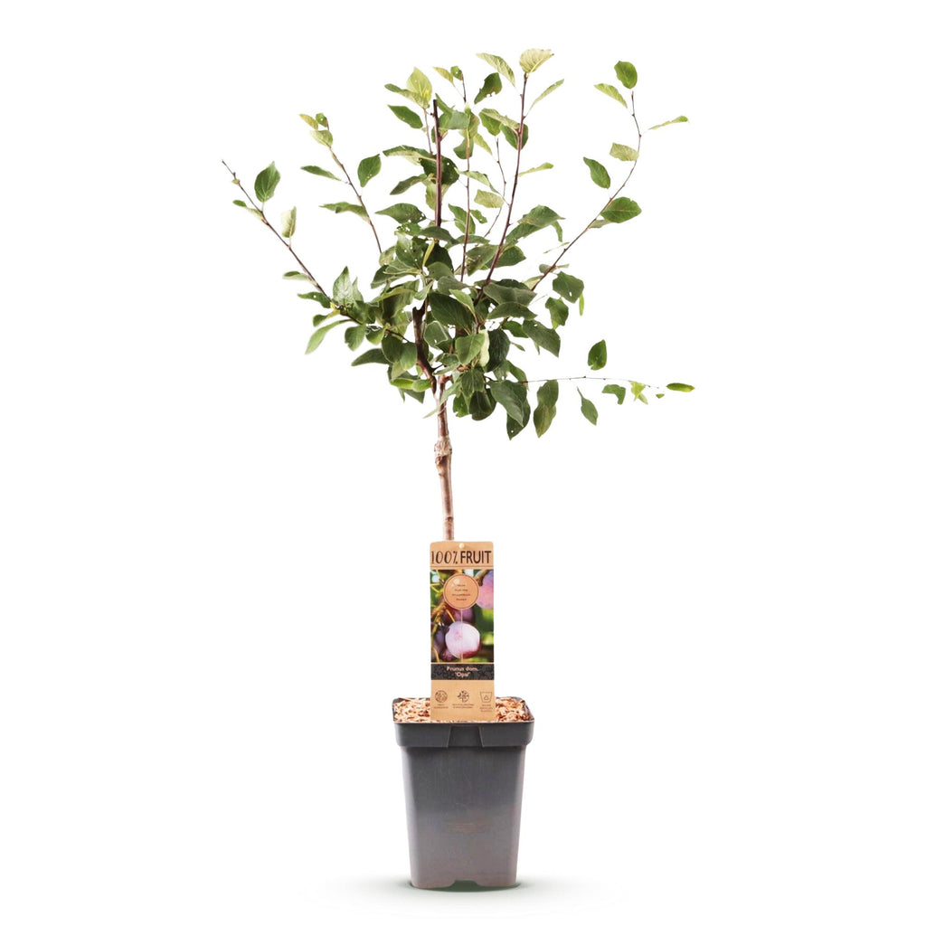 Prunus domestica 'Opal' (plommonträd) – Ø21 cm, 90 cm högt – bild 2