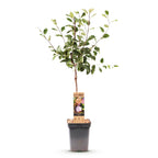 Prunus domestica 'Opal' (plommonträd) – Ø21 cm, 90 cm högt