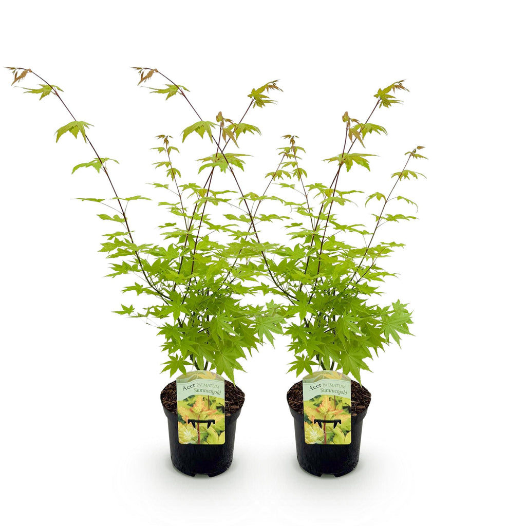 Acer palmatum 'Summergold' (Japanse esdoorn) – geel – 2 planten, Ø19 cm, 70 cm hoog – foto 2